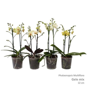 Phal. Multiflora 2-tak 