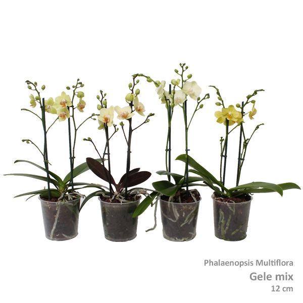 <h4>Phal. Multiflora 2-tak "Gele tinten"</h4>