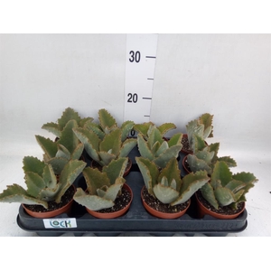 Kalanchoe NF beharensis