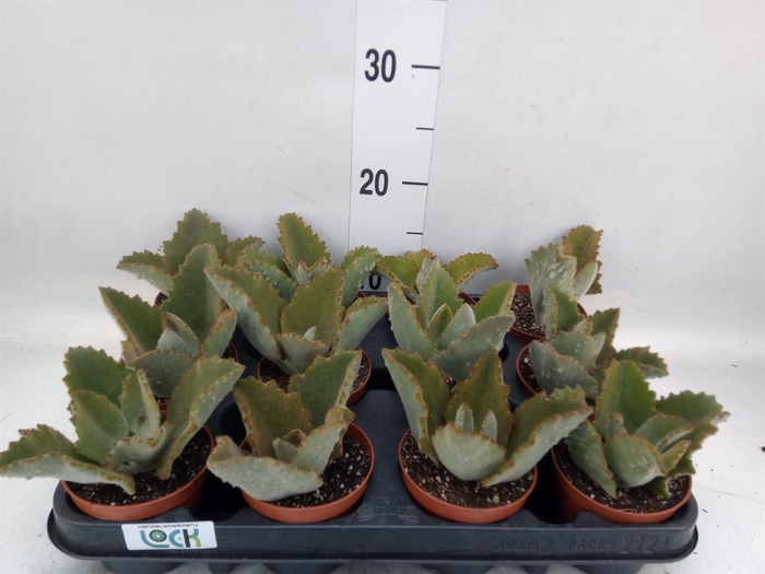 <h4>Kalanchoe NF beharensis</h4>