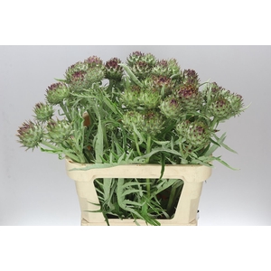 Cynara Cardunculus
