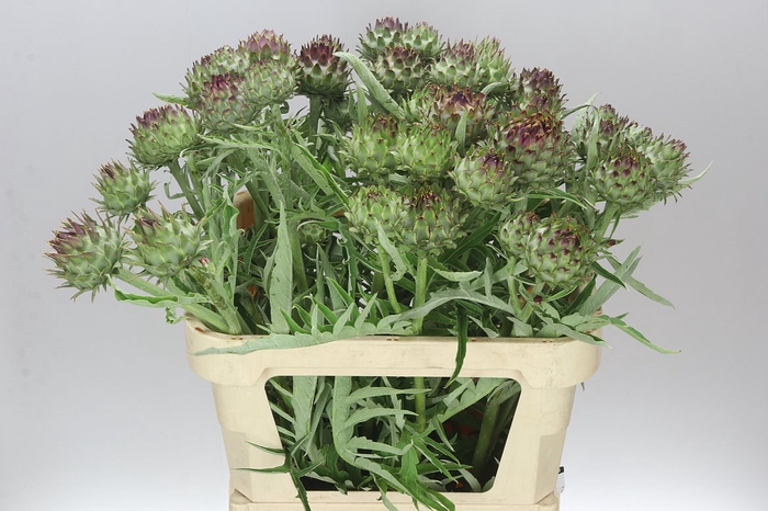 <h4>Cynara Cardunculus</h4>