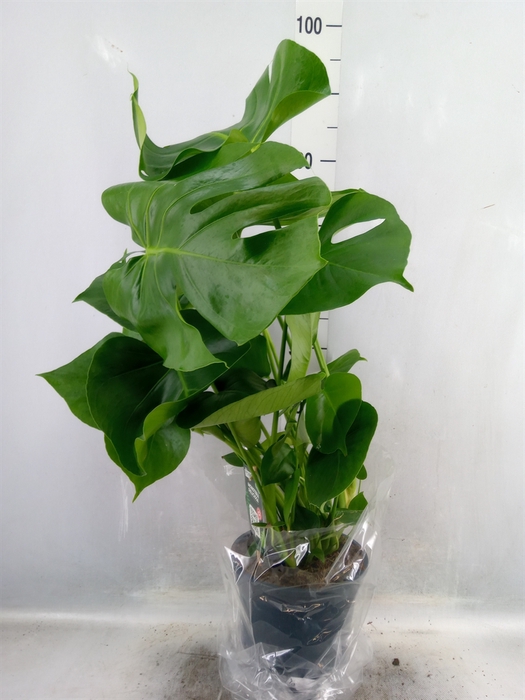 <h4>Monstera delic.</h4>