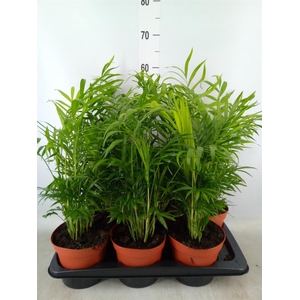 Chamaedorea elegans