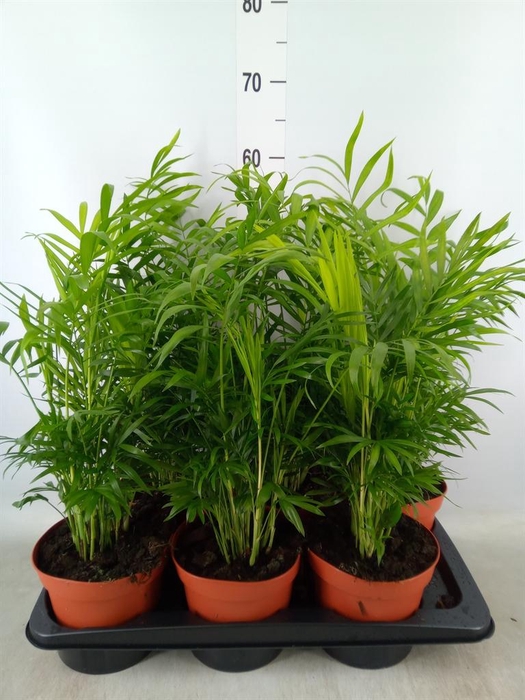<h4>Chamaedorea elegans</h4>