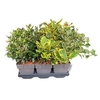 Ilex aquifolium