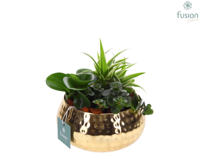 <h4>Schaal Indian metaal goudkleurig met groene planten</h4>