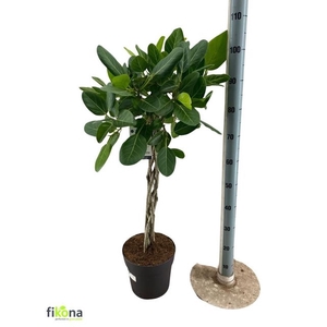 FICUS BENGHALENSIS