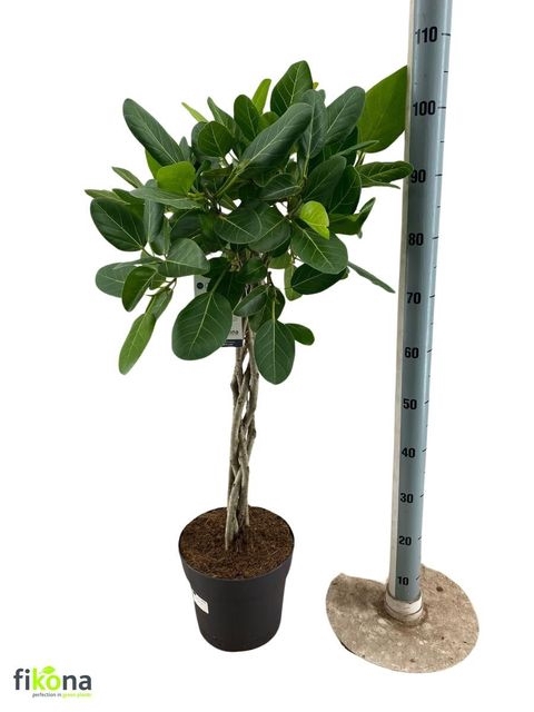 <h4>FICUS BENGHALENSIS</h4>