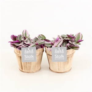 Tradescantia Nanouk In Wood bruin