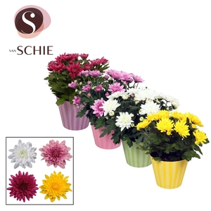 Ch Grandezza Mix Potcover STRIPES