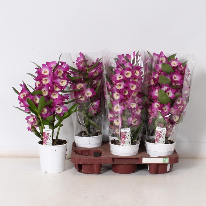 <h4>DEND NOBILE</h4>