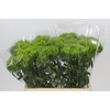 Dianthus Br Kiwi Mellow