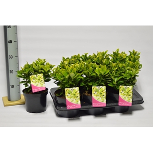 Euonymus Japonicus Aureomarginatus