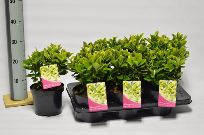 <h4>Euonymus Japonicus Aureomarginatus</h4>