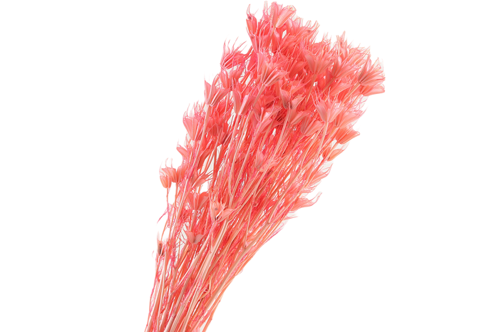 <h4>Nigella Orientalis Pink</h4>