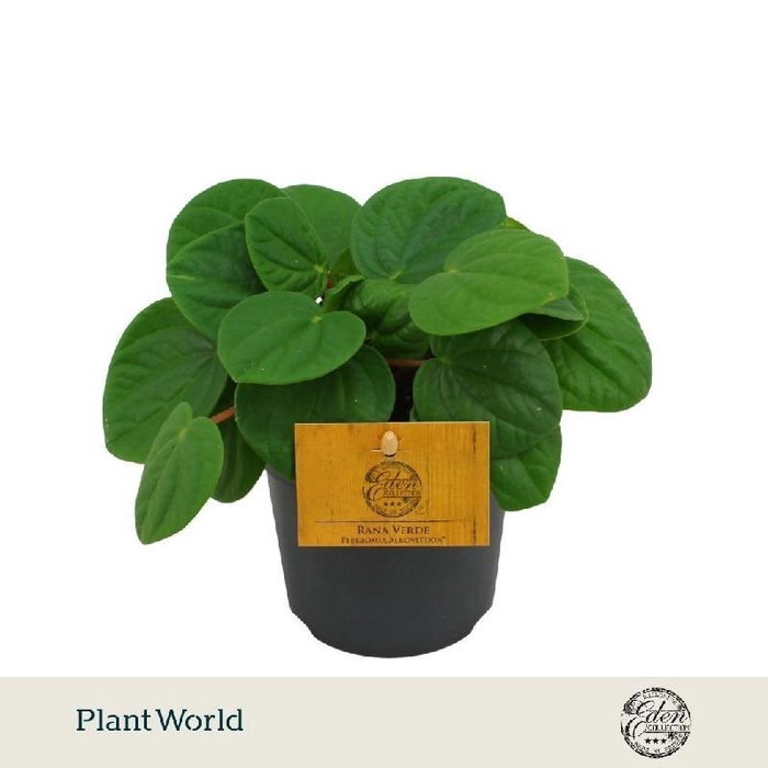 <h4>Peperomia Overig Rana Verde</h4>