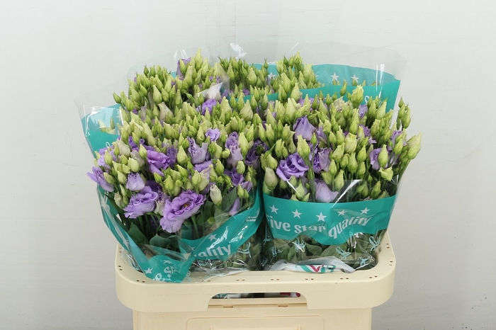 <h4>Eus G Corelli Lavender</h4>
