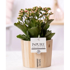 Kalanchoe pink in P&PURE Wood 5