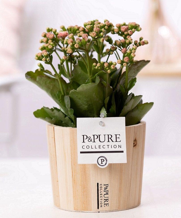 <h4>Kalanchoe pink in P&PURE Wood 5</h4>