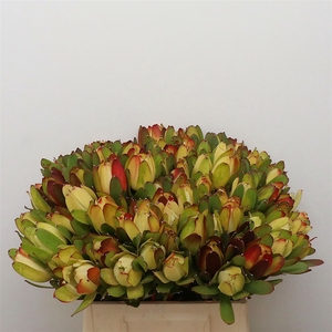 Leucad Laurel Yellow