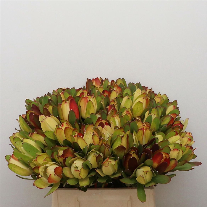 <h4>Leucad Laurel Yellow</h4>