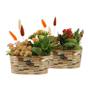 41575: Treasure time arrangement