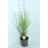 Cortaderia Selloana