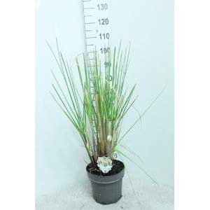Cortaderia Selloana