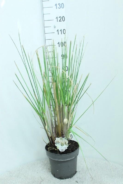 <h4>Cortaderia Selloana</h4>