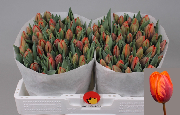 <h4>TU EN PRINSES IRENE</h4>