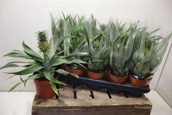 <h4>Ananas Mi Amigo</h4>