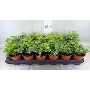 Hedera helix 'Harlekijn'