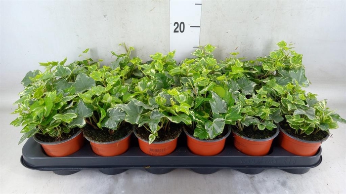 <h4>Hedera helix 'Harlekijn'</h4>