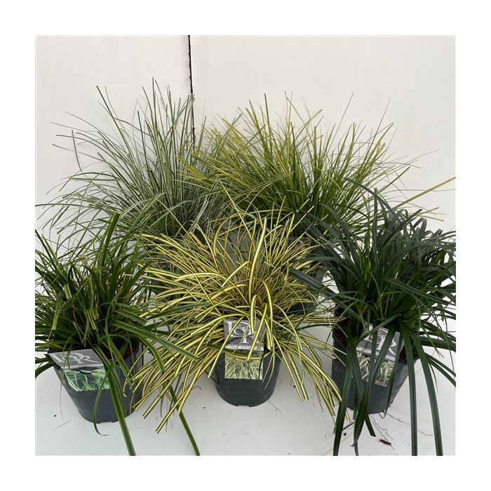 <h4>Carex mix</h4>