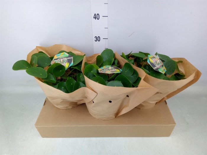 <h4>Pilea peperomioides</h4>
