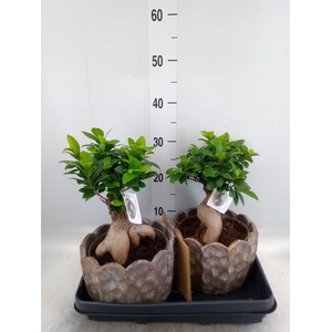 Ficus microcarpa 'Ginseng'