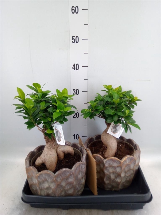 <h4>Ficus microcarpa 'Ginseng'</h4>