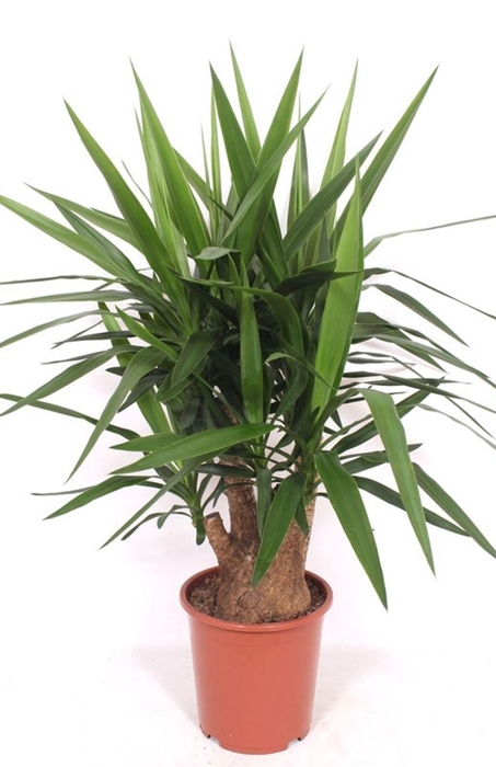 Yucca elephantipes over