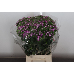 Di Barb Bicolor Hot Pink