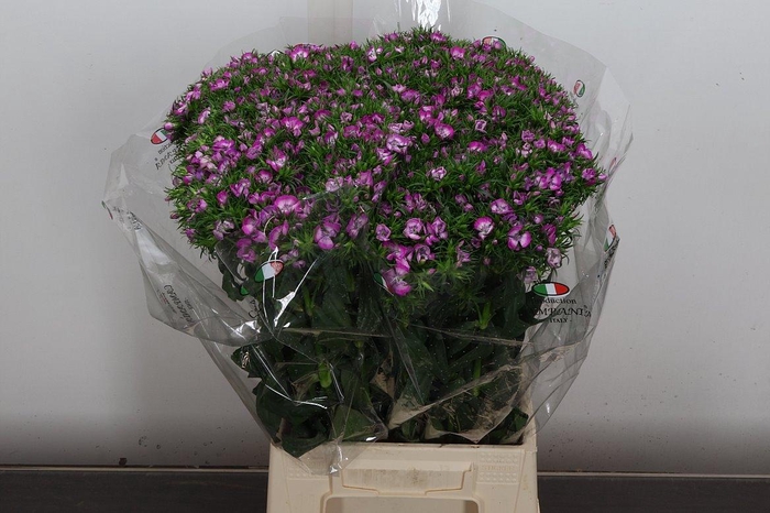 <h4>Di Barb Bicolor Hot Pink</h4>