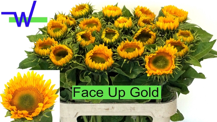<h4>HELI SUNRI UP GOLD</h4>