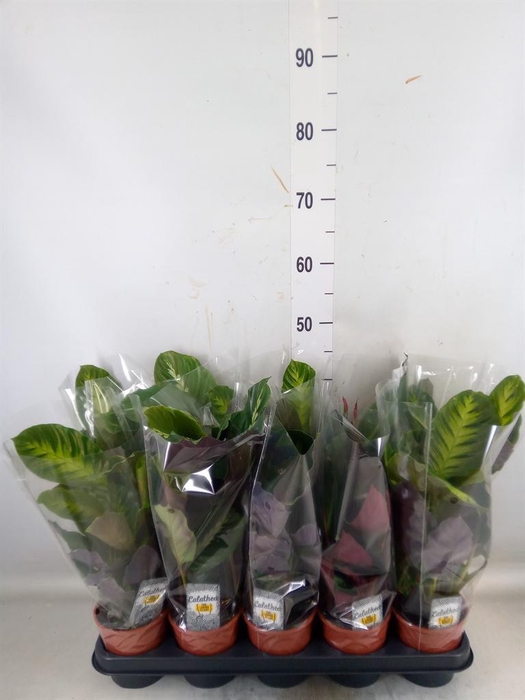 <h4>Calathea   ...mix 3</h4>