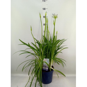 Agapanthus  'Amourette Superb'