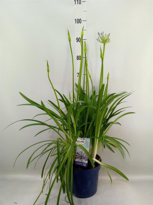 <h4>Agapanthus  'Amourette Superb'</h4>