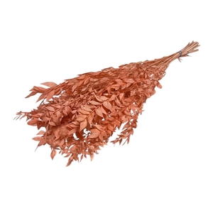 Droogbloem Ruscus 65cm 110g