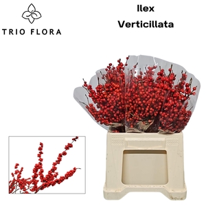 ILEX VE RODE BES 40 cm 566