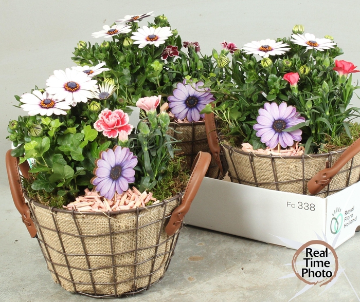 <h4>ARR TUINPLANTEN</h4>