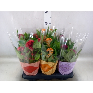 Celosia arg. CR 'Twisted'   ...mix