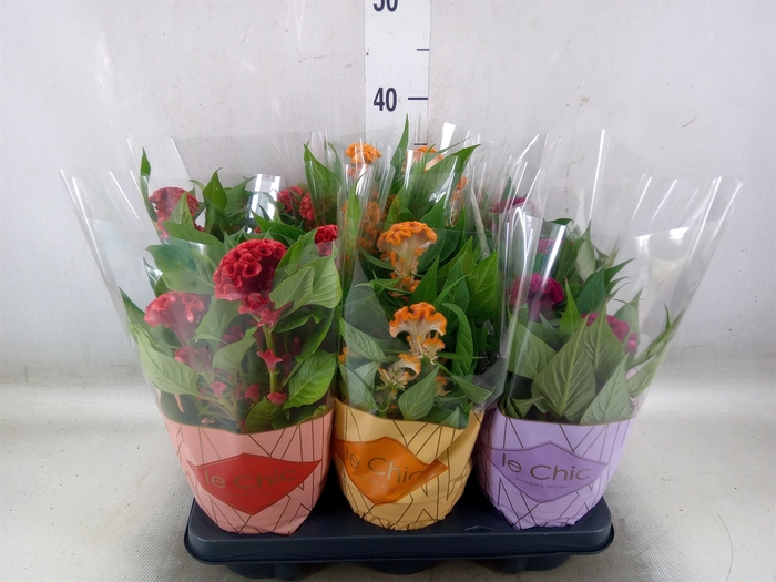 <h4>Celosia arg. CR 'Twisted'   ...mix</h4>